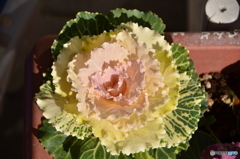 当家の葉ボタン