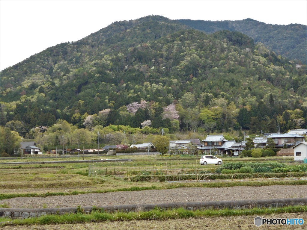 咲く！山桜