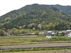 咲く！山桜