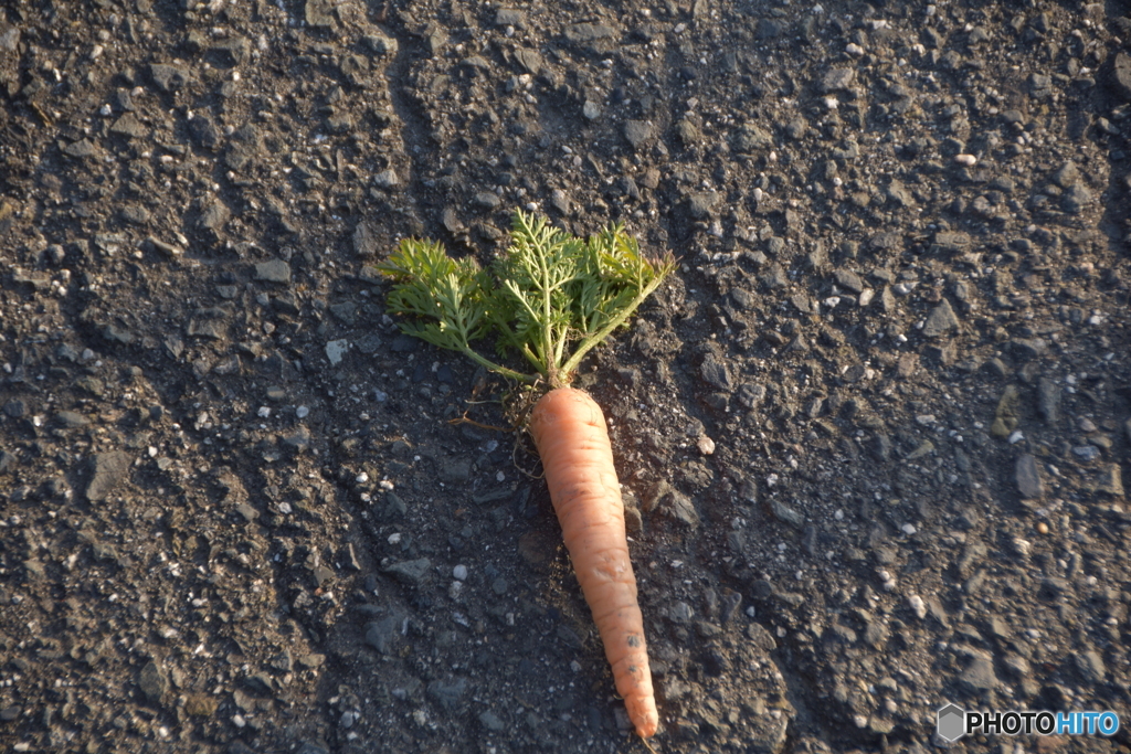 この辺り田んぼ