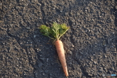 この辺り田んぼ