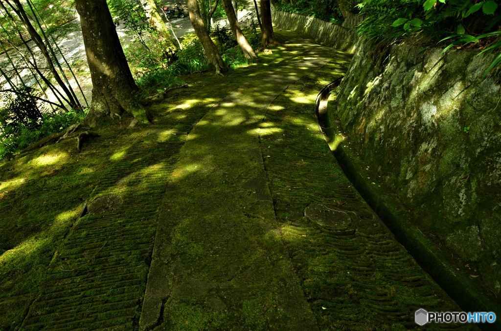 苔むした参道