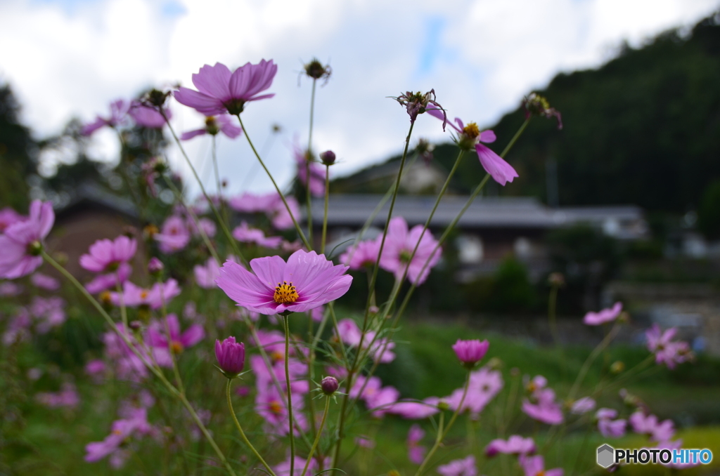 秋桜をメインに