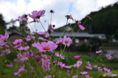 秋桜をメインに