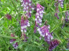 田んぼの畦道にて