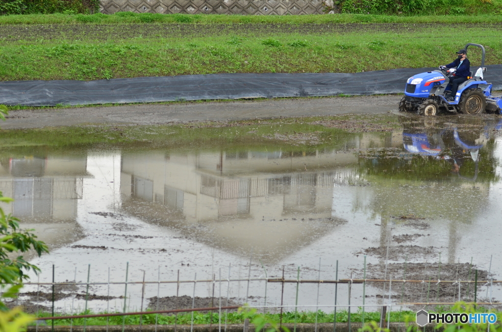 稲を植えてる