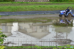稲を植えてる