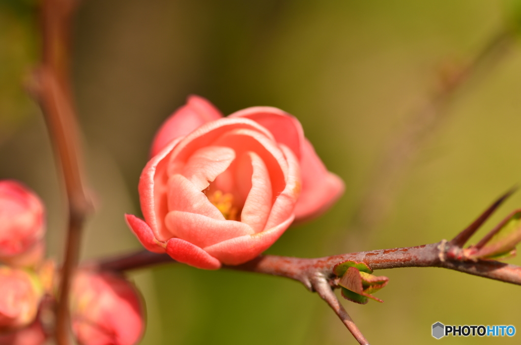 ボケの花