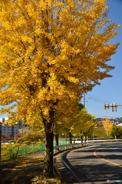 紅葉した銀杏