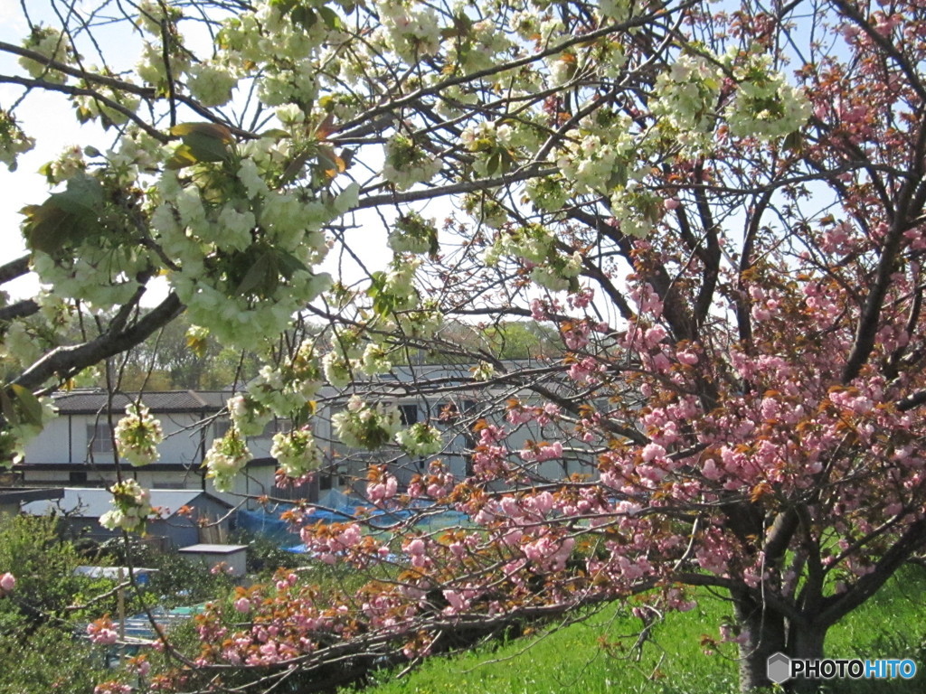 グリ－ン系の八重桜