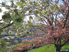 グリ－ン系の八重桜