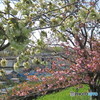 グリ－ン系の八重桜