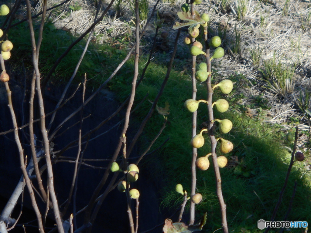 こまい無花果たち