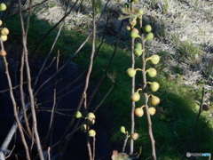 こまい無花果たち