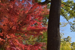 紅葉モミジと大木