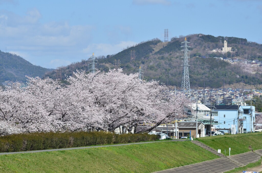 川沿いの桜