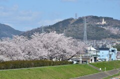 川沿いの桜