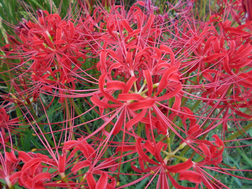 ウオ－キングがてら