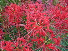 ウオ-キングがてら