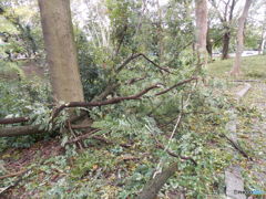 今朝の散歩から３