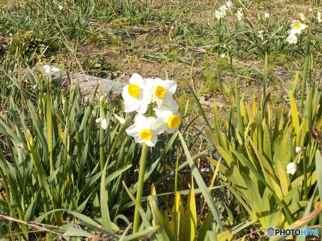 雪中花（しろ）