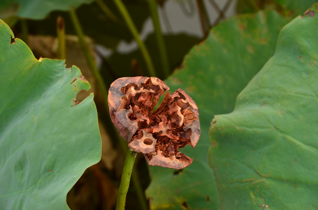 近くのハスの実