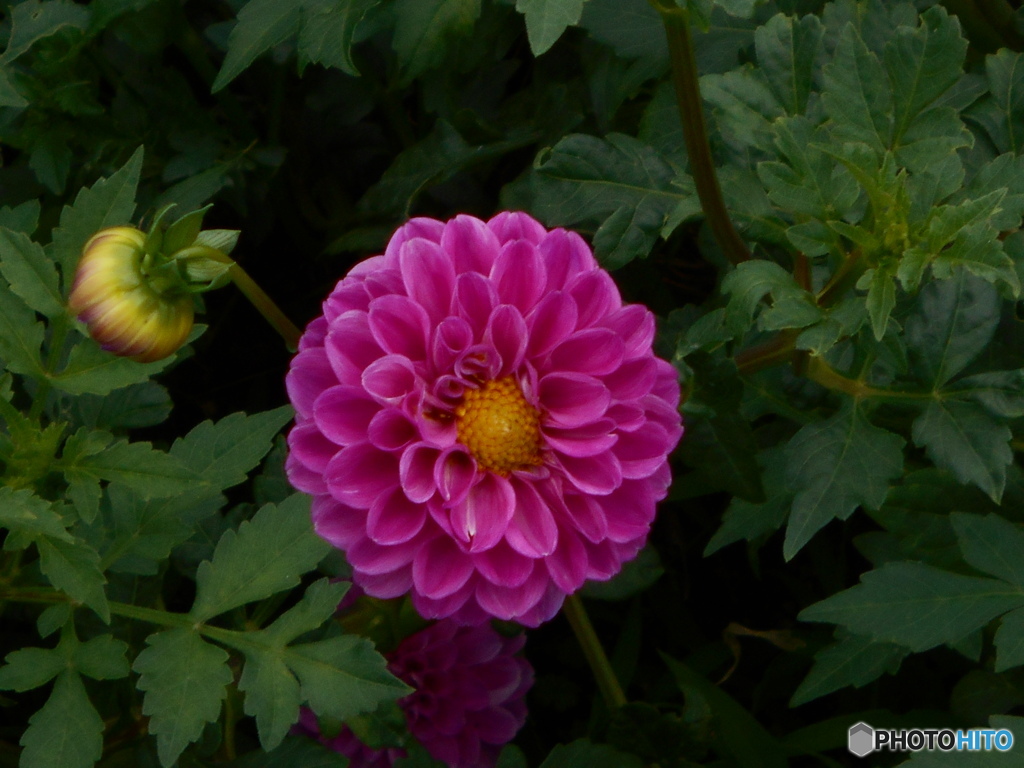 こんな花見っけ！