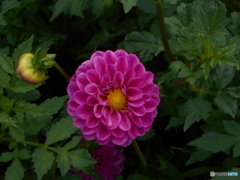 こんな花見っけ！