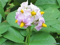 ジャガイモの花