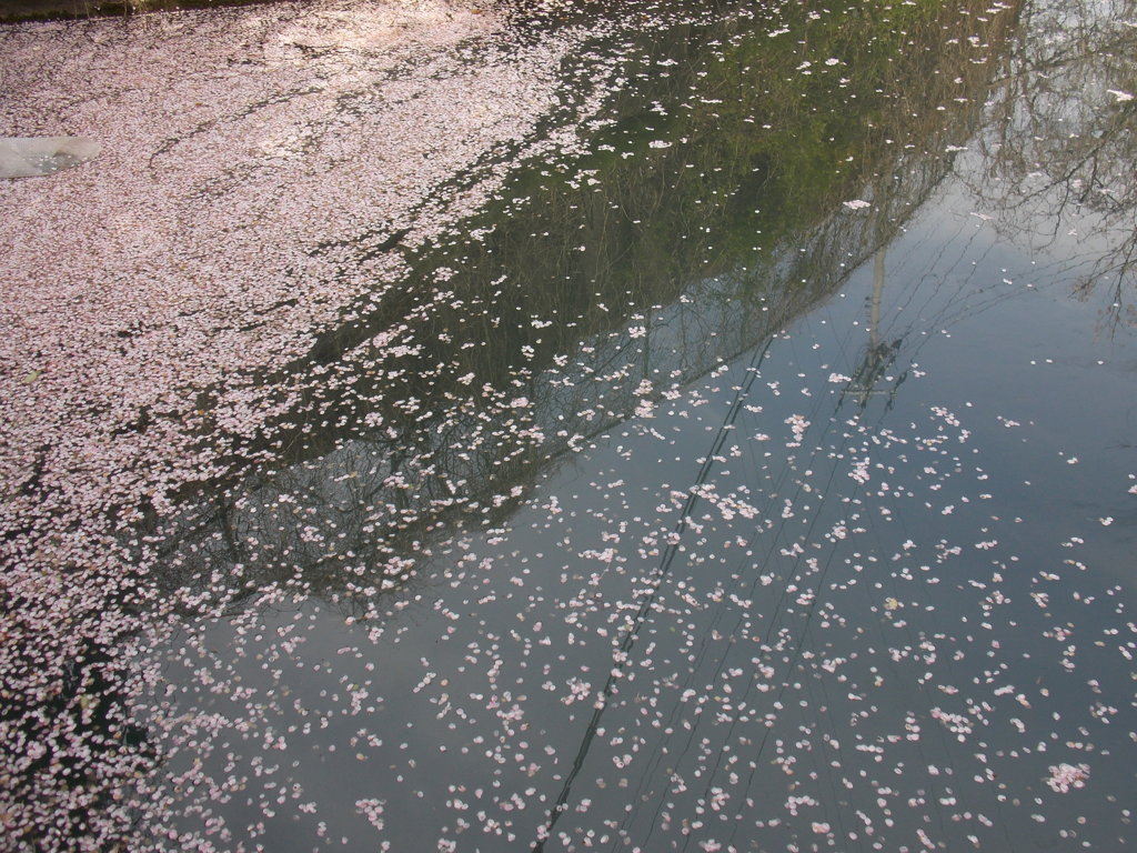 桜流し
