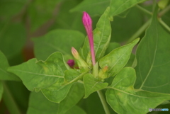 なんの花？