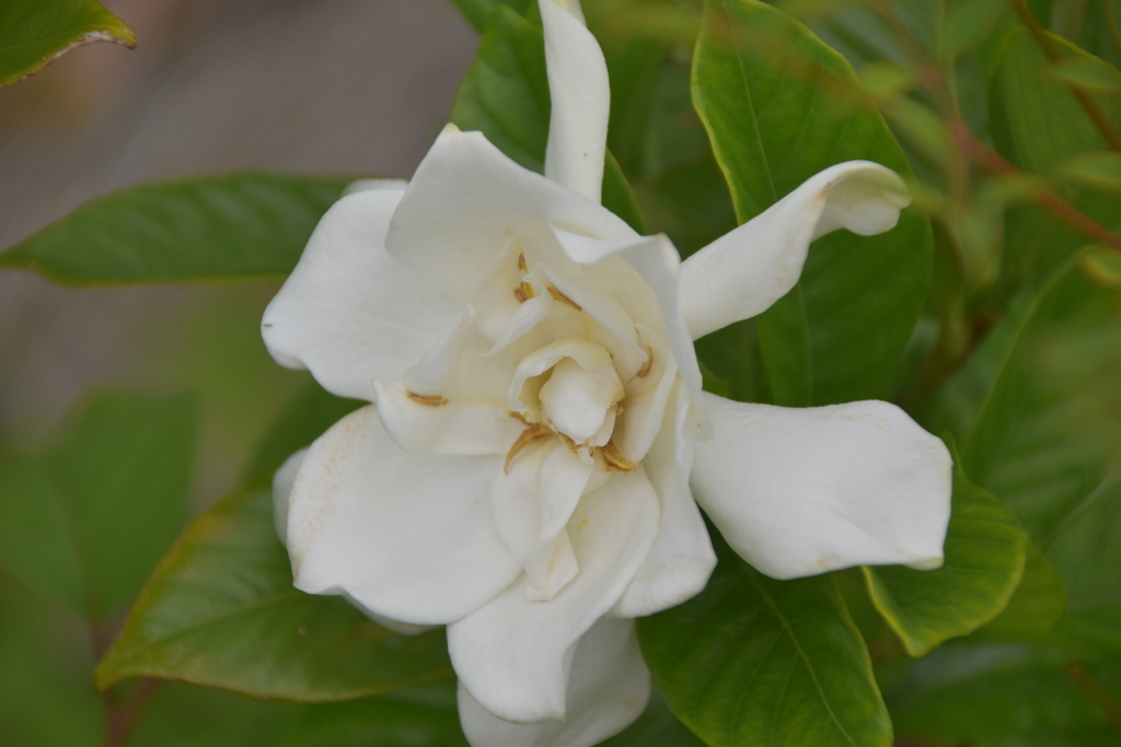 クチナシの花