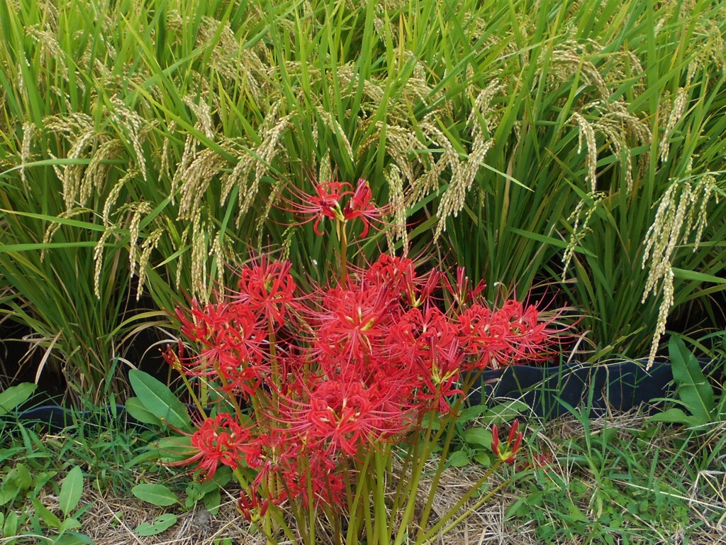 秋の味覚と・・・！