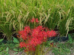 秋の味覚と・・・!