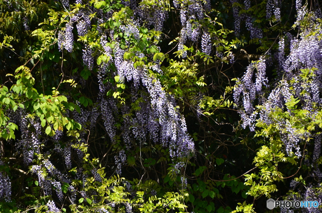 同じ藤の花です