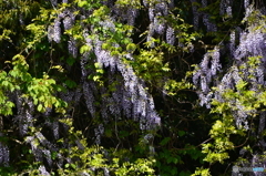 同じ藤の花です