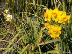 黄色雪中花(スイセン)