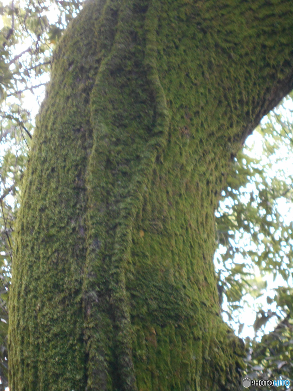 同じく苔むした木