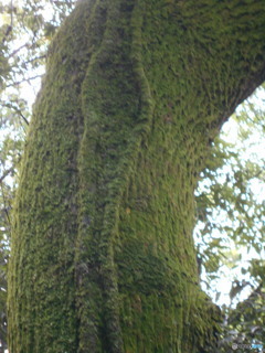 同じく苔むした木