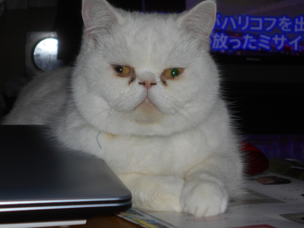 もらいネコ