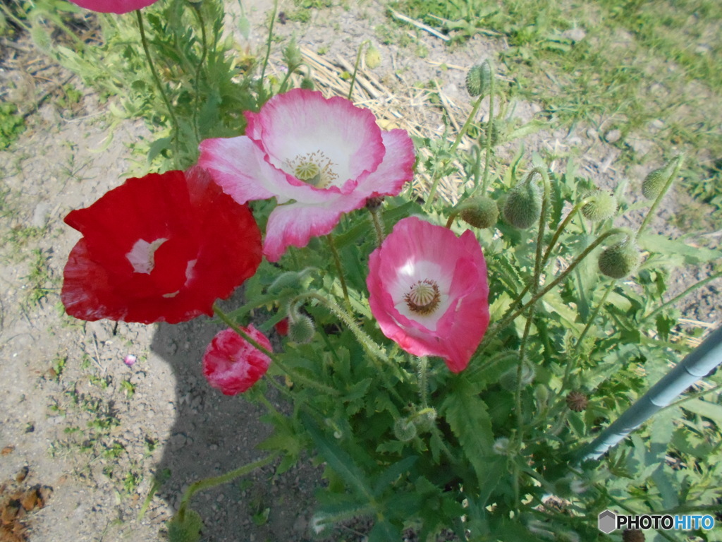 可愛い花