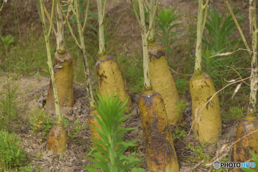 塔立ちのダイコン