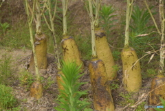 塔立ちのダイコン