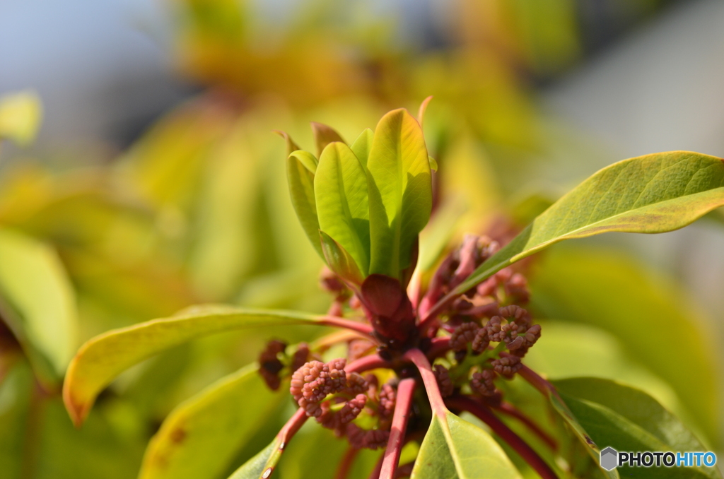 ゆずりは、と書いてました？