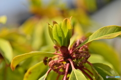 ゆずりは、と書いてました？