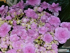 こちら、紫陽花