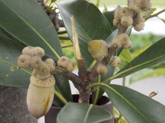 どんぐりコロコロ