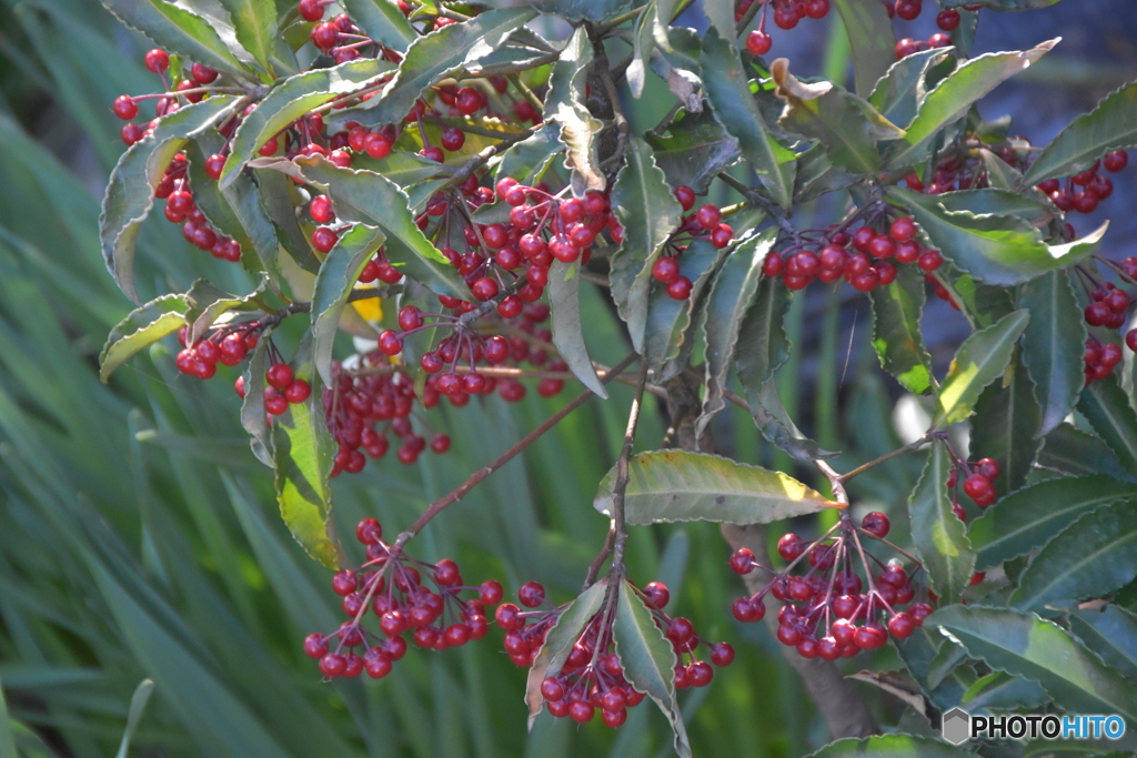 小粒の赤い実