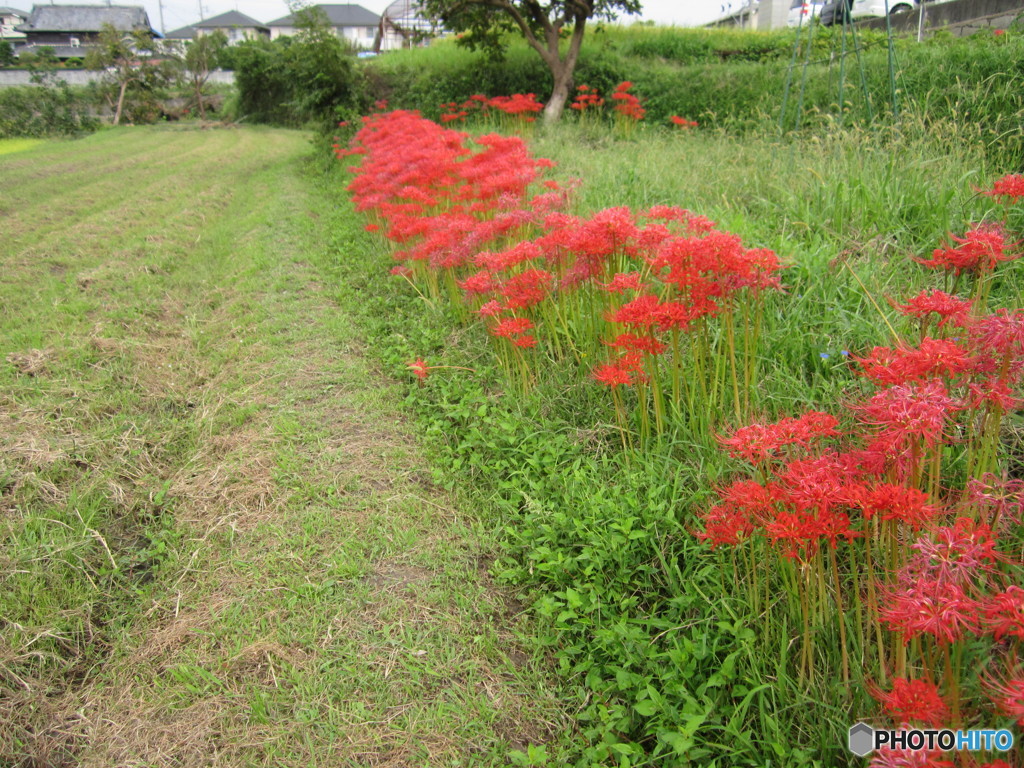 曼珠沙華、畦道で