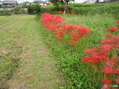 曼珠沙華、畦道で